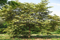 Pterospermum acerifolium
